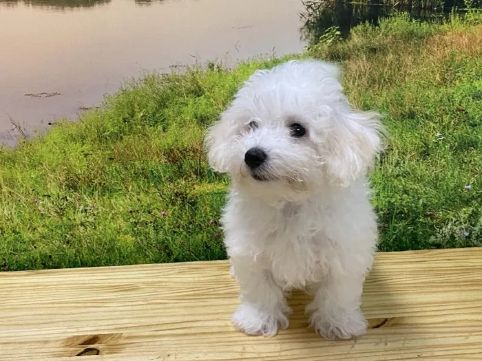Female Malti-Chon Puppy for Sale in Lee's Summit, MO image