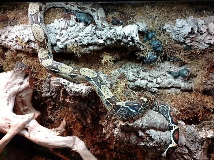 Unknown Red Tail Boa Reptile for Sale in Lee's Summit, MO image
