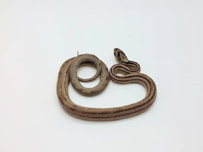 Unknown Striped Black Cornsnake Reptile for Sale in Lee's Summit, MO