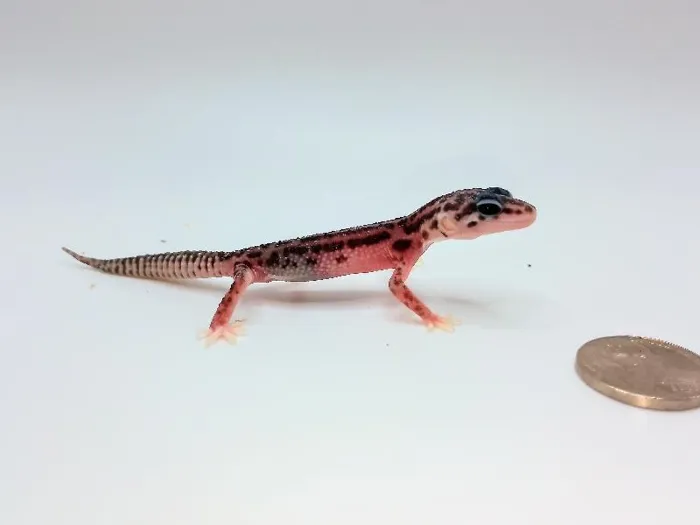 Striped Snow Leopard Gecko image