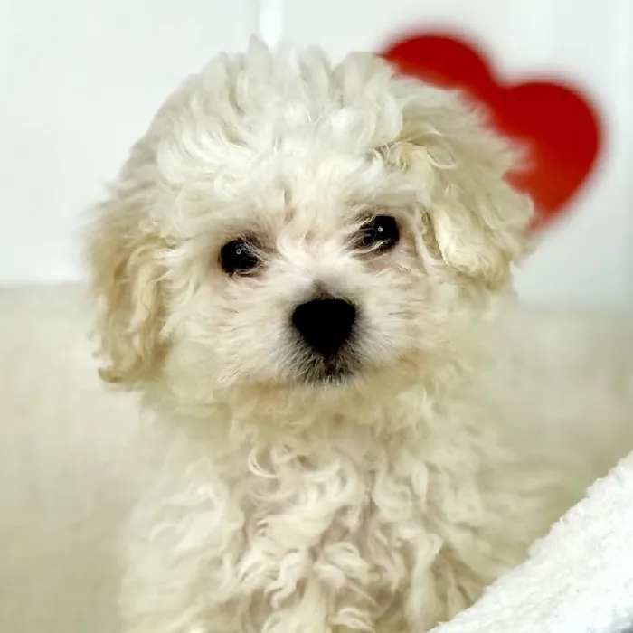 Bichon-Poodle image