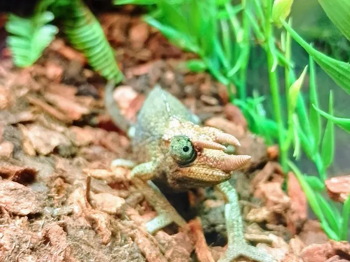 Jacksons Cameleon image