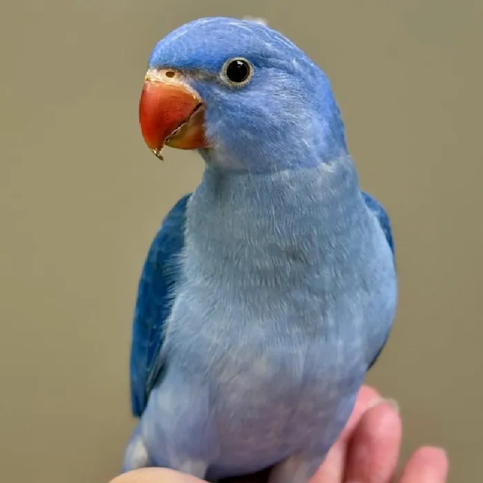 Unknown Indian Ringneck Bird for Sale in Lee's Summit, MO
