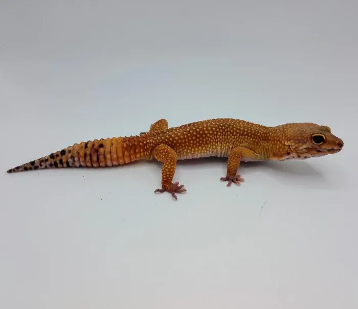 Leopard Gecko image