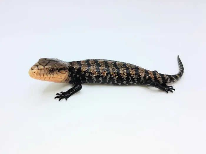 Unknown Merauke Blue Tongue Skink Reptile for Sale in Lee's Summit, MO