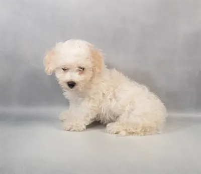 Malti-Chon image