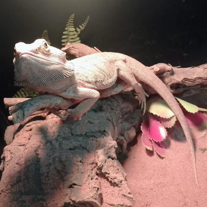 Adult Bearded Dragon image