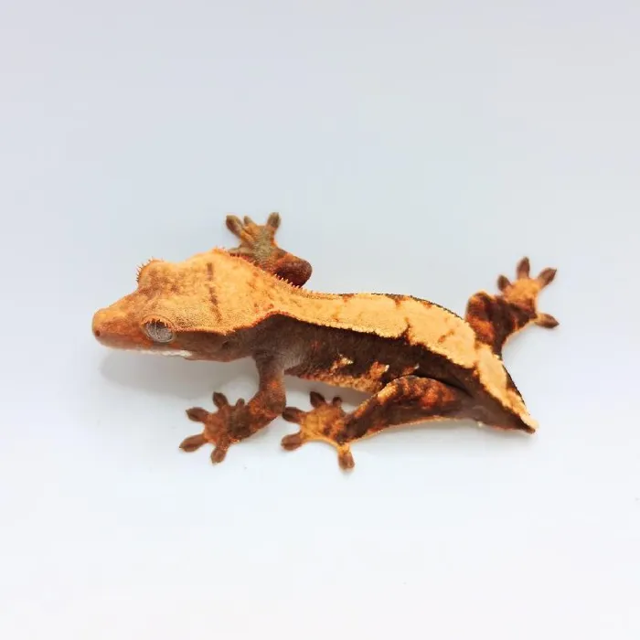 Crested Gecko image