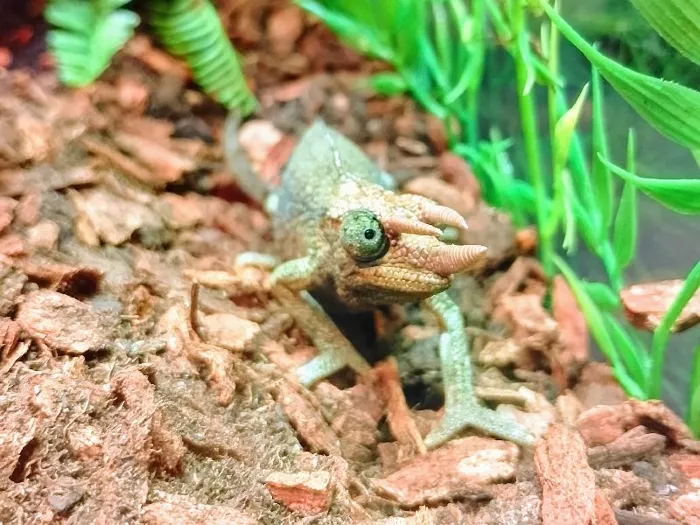 Rainbow Jackson's Chameleon image