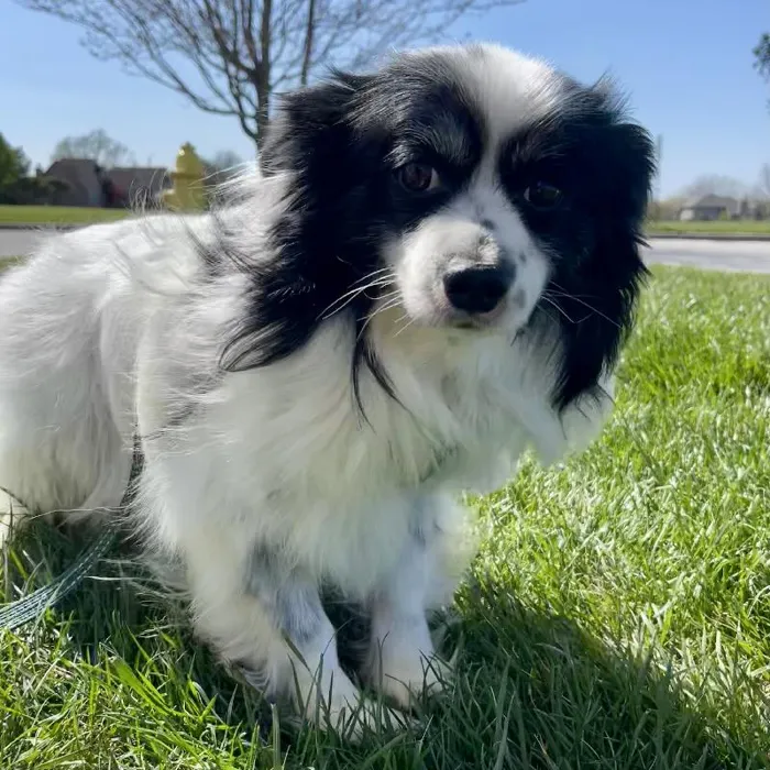 Male Papillon Adoption Adoption Dog for Sale in Lee's Summit, MO image