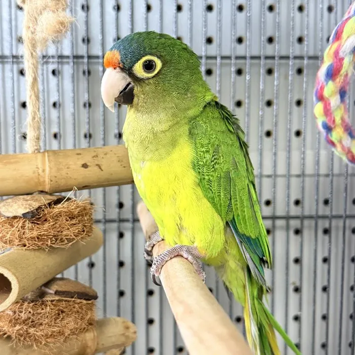 Unknown Half Moon Conure Bird for Sale in Lee's Summit, MO image