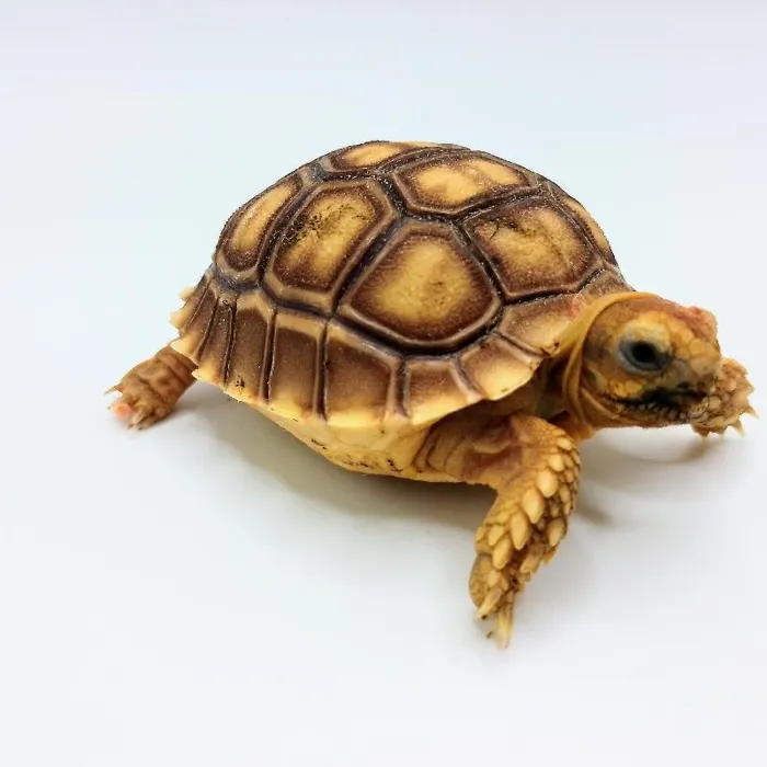 Sulcata Tortoise image