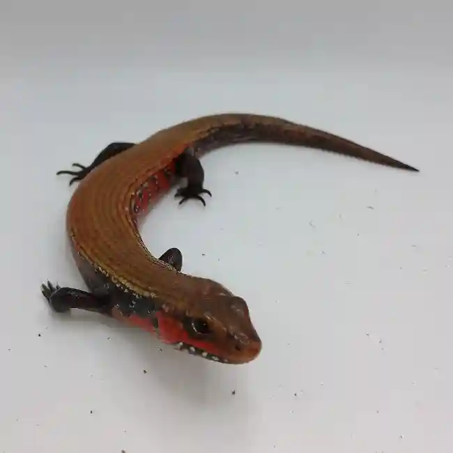 Unknown Fire Skink Reptile for Sale in Lee's Summit, MO