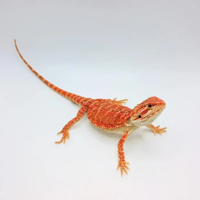 Super Red Bearded Dragon image