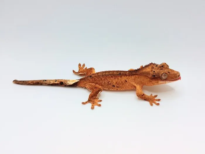 Dalmation Crested Gecko image