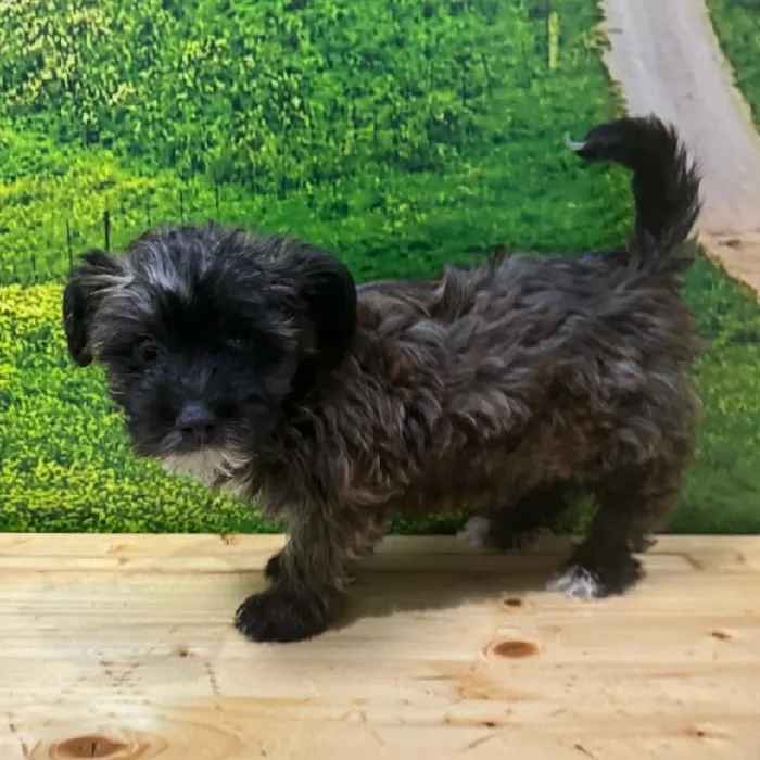Silky Terrier-Bichon image