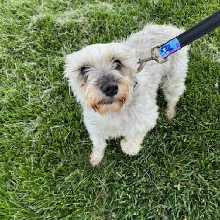 Female Mini Schnauzer Adoption Adoption Dog for Sale in Lee's Summit, MO