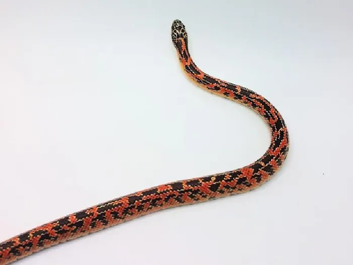 Kingsnake image