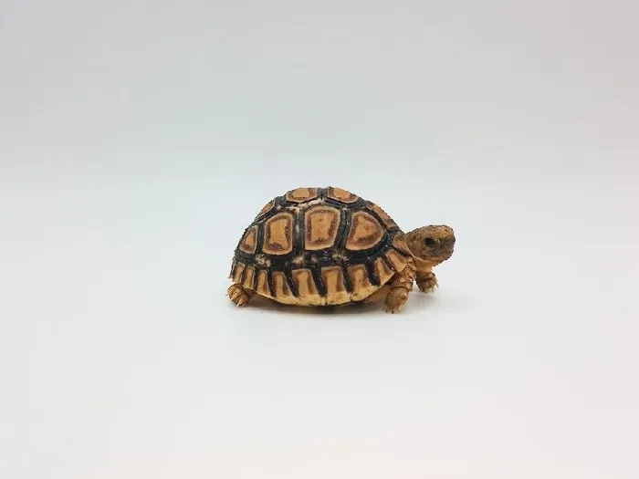 Leopard Tortoise image