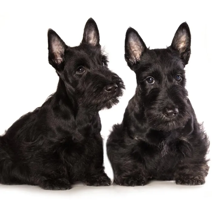 Scottish Terrier image