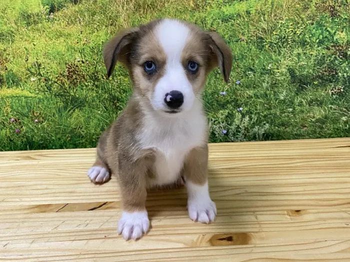 Male Auggie Puppy for Sale in Lee's Summit, MO