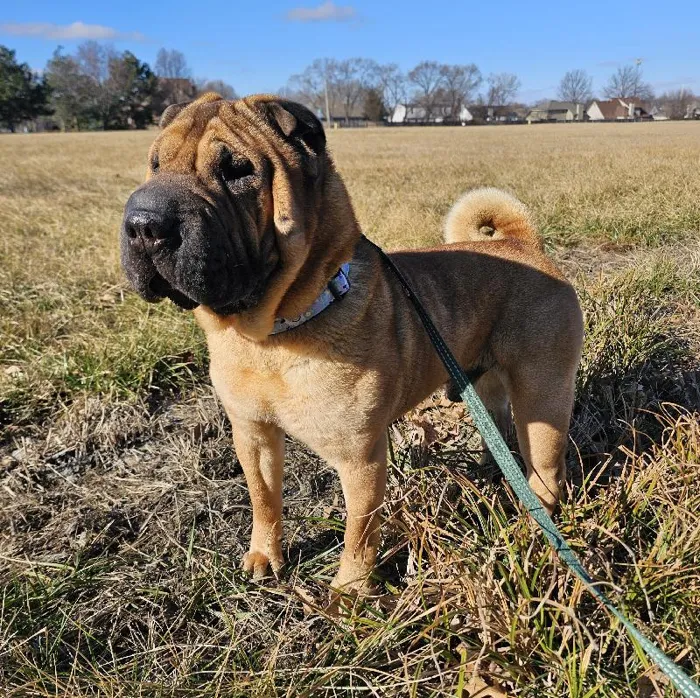 Male Shar-Pei Adoption Adoption Dog for Sale in Lee's Summit, MO