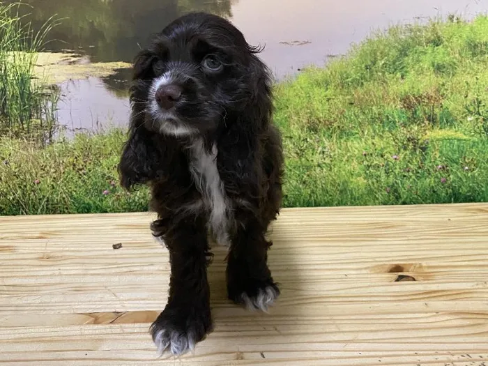 Male Cocker Spaniel Puppy for Sale in Lee's Summit, MO