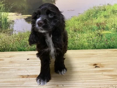 Male Cocker Spaniel Puppy for Sale in Lee's Summit, MO