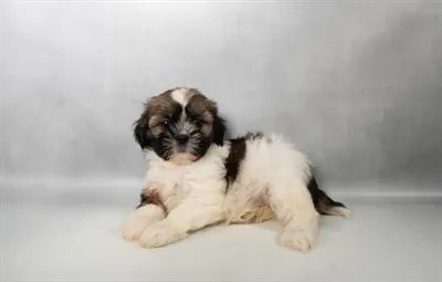 Female Shih Tzu puppy named Missy for sale at Summit Zoo.