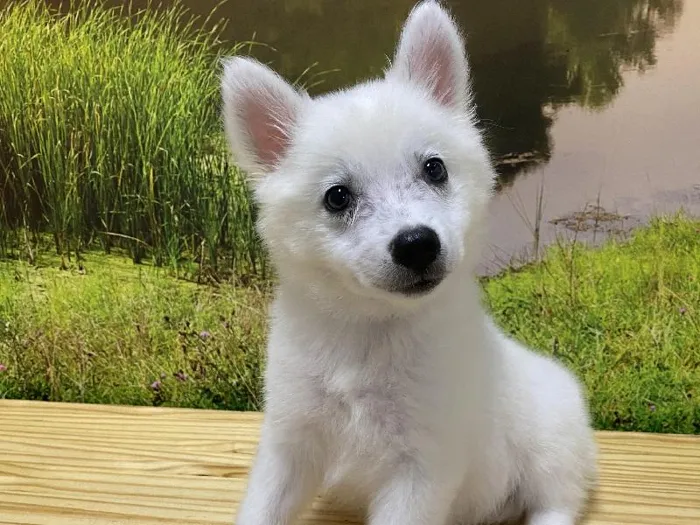 Male American Eskimo Puppy for Sale in Lee's Summit, MO