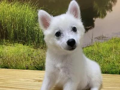 Male American Eskimo Puppy for Sale in Lee's Summit, MO