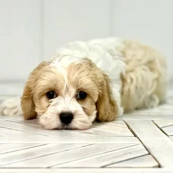 Female Cavachon puppy named Beauty for sale at Summit Zoo.