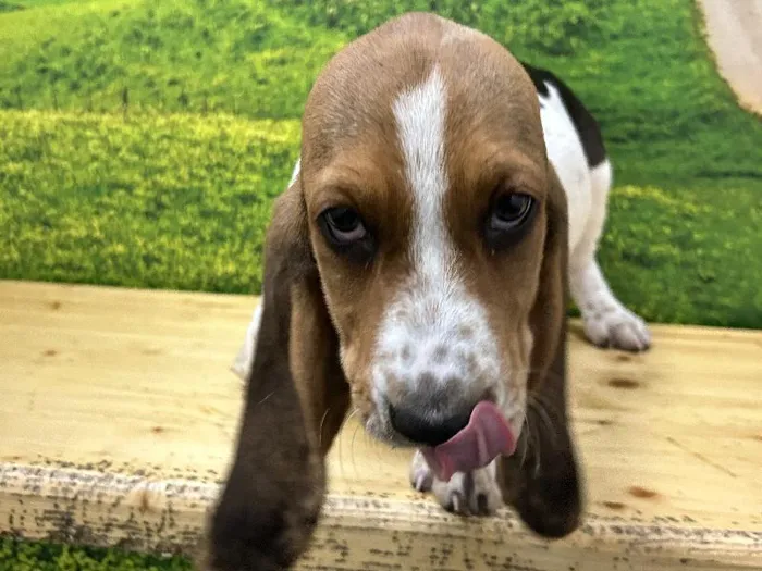 Female Basset Hound Puppy for Sale in Lee's Summit, MO