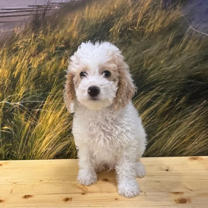 Male Cockapoo Puppy for Sale in Lee's Summit, MO