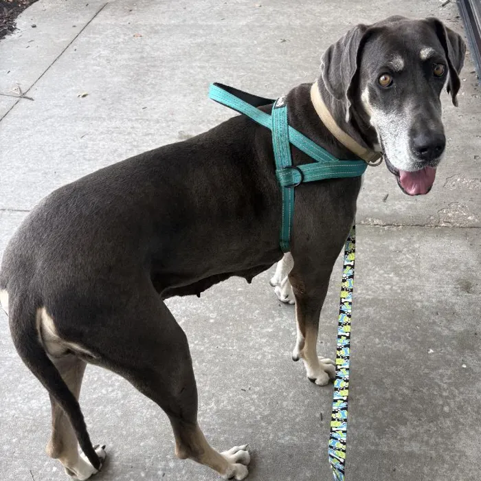 Female Great Dane (Adoption) adoption dog named Luna for sale at Summit Zoo.