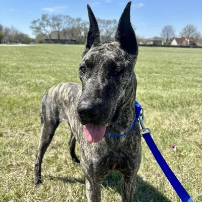 Female Great Dane (Adoption) Adoption Dog for Sale in Lee's Summit, MO