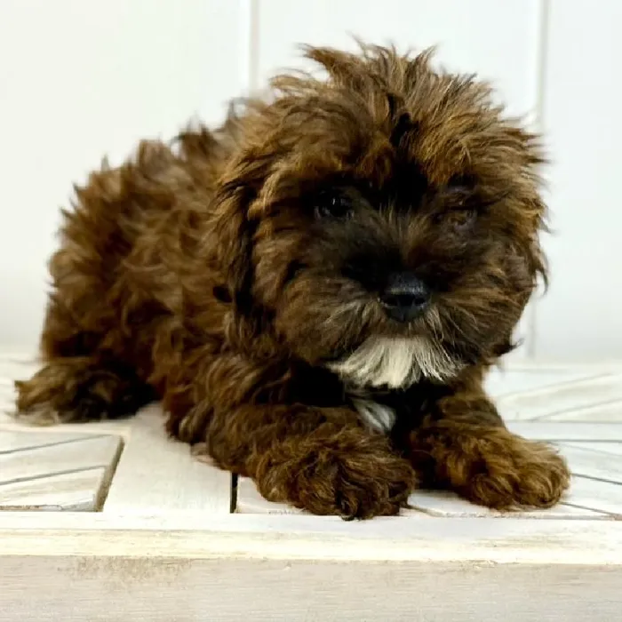 Female Yorkie-Poo puppy named Rocky Road for sale at Summit Zoo.
