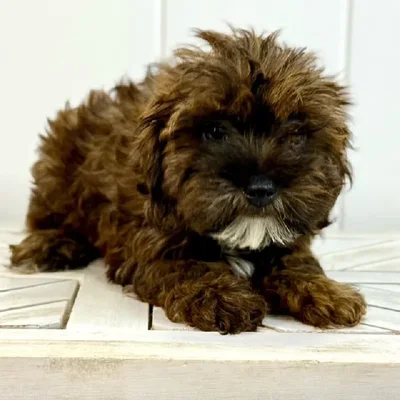 Female Yorkie-Poo puppy named Rocky Road for sale at Summit Zoo.