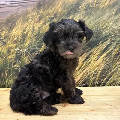 Male Yorkie-Poo Puppy for Sale in Lee's Summit, MO
