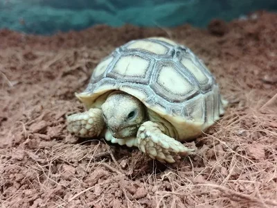 Unknown Sulcata Tortoise Reptile for Sale in Lee's Summit, MO