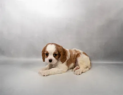 Male Cavalier King Charles Spaniel puppy named Moe for sale at Summit Zoo.
