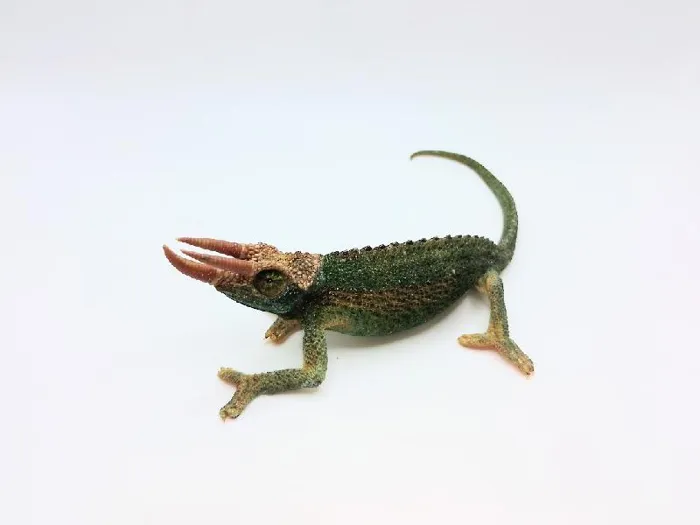 Male Jacksons Chameleon Reptile for Sale in Lee's Summit, MO