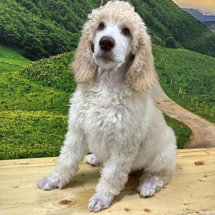 Female Standard Poodle Puppy for Sale in Lee's Summit, MO