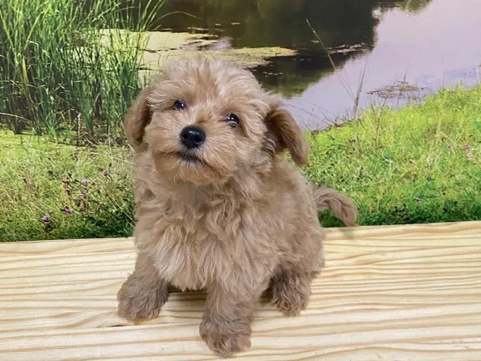 Male Maltipoo Puppy for Sale in Lee's Summit, MO