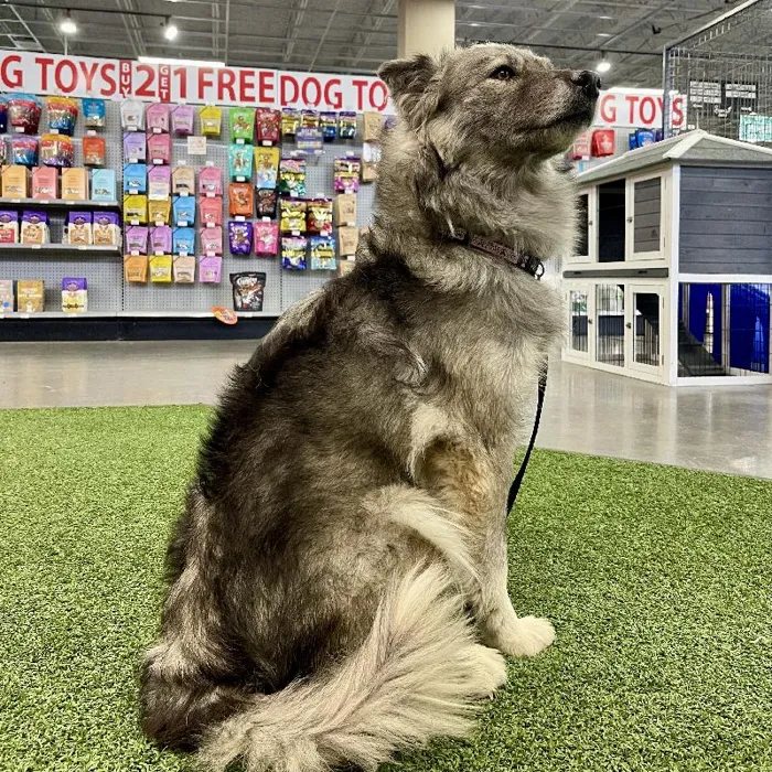 Female Siberian Husky (Adoption) Adoption Dog for Sale in Lee's Summit, MO