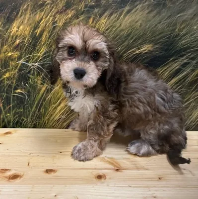 Female Cavachon Puppy for Sale in Lee's Summit, MO