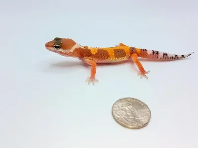 Unknown Tangerine Leopard Gecko Reptile for Sale in Lee's Summit, MO