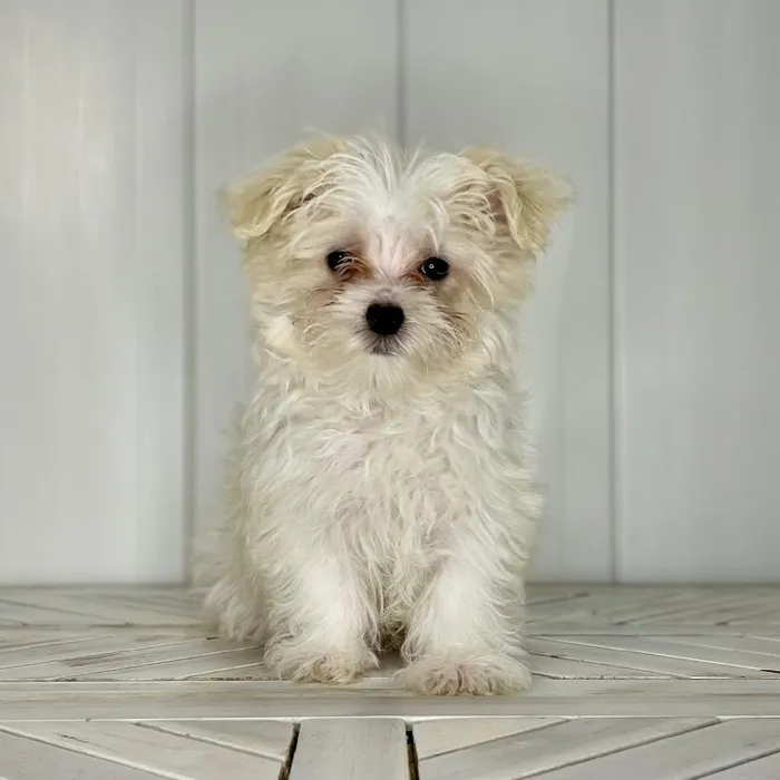 Female Silktese puppy named She-Hulk for sale at Summit Zoo.