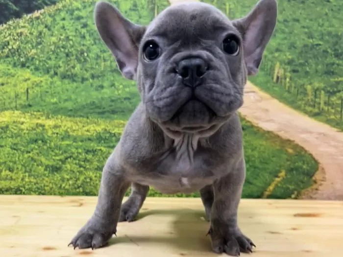 Male French Bulldog Puppy for Sale in Lee's Summit, MO
