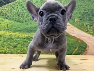 Male French Bulldog Puppy for Sale in Lee's Summit, MO